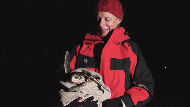 Ann Allan Sea Turtle Rescue - Night Walk